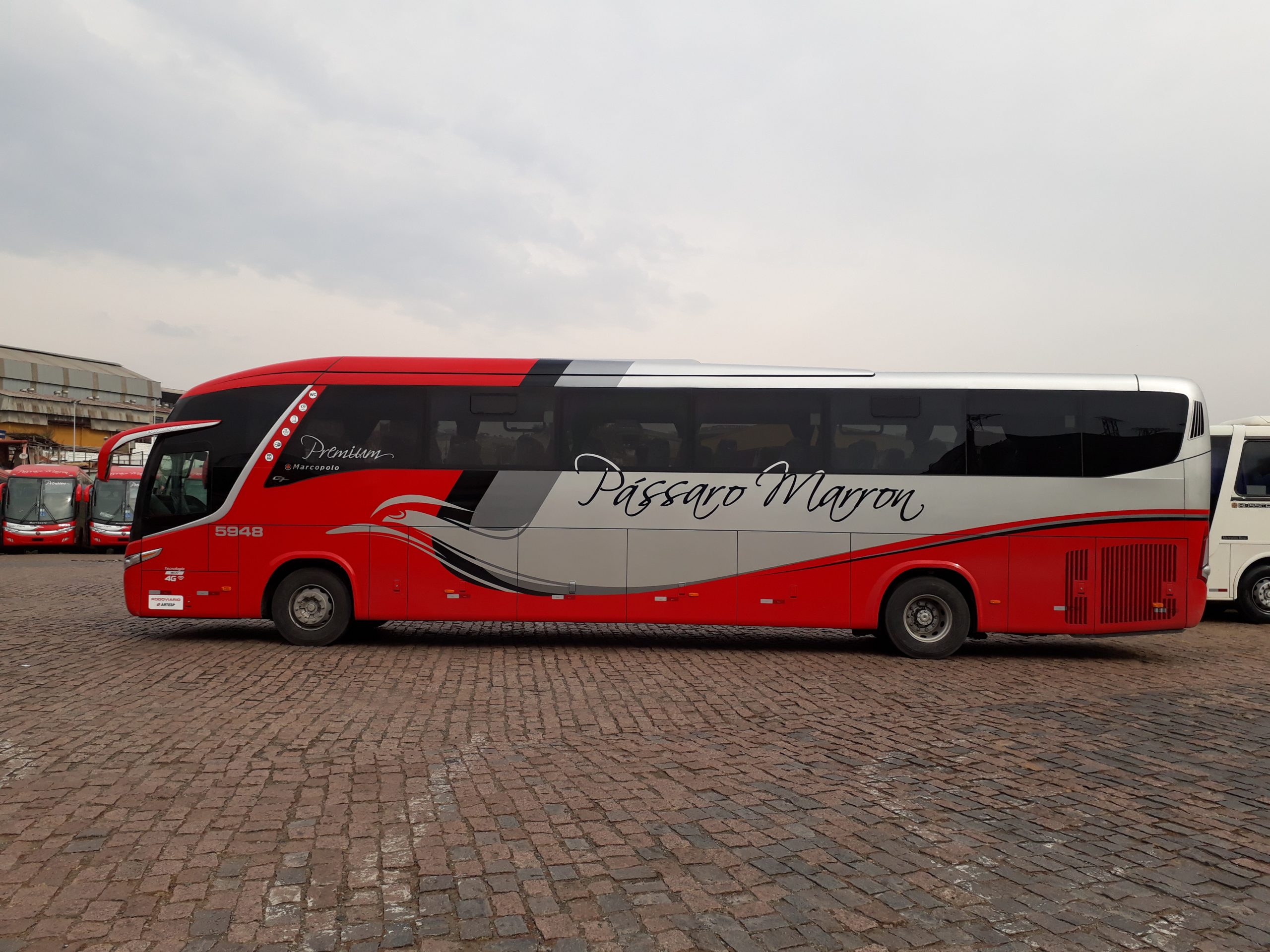 frota passaro marron