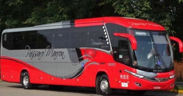 frota passaro marron